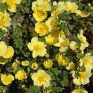 Rosa Xanthina 30 Seeds Fragrant Wild Manchu Yellow Rose Shrub Cold Hardy Heirloom Seeds Rosa Xanthina 30 Seeds Fragrant Wild Manchu Yellow Rose Shrub Cold Hardy Heirloom Seeds