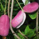 Stuantonia Latifolia 20 Seeds Fragrant Edible Holboellia Sausage Fruit Vine Heirloom Seeds