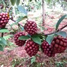 Kadsura Coccinea 5 Seeds Rare Asian Large Fruit Cold Hardy Ornamental Vine Heirloom Seeds