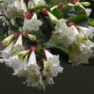 Beaumontia Grandiflora Vine 10 Seeds Fragrant Easter Lily Heralds Trumpet Heirloom Seeds