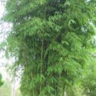 Gigantochloa Atter 6 Seeds Edible Sweet Black Clumping Giant Bamboo Heirloom Seeds