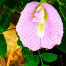 Clitoria Ternatea Pink 10 Seeds Butterfly Pea Garden Vine Asian Pigeonwings Heirloom Seeds