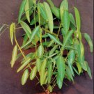 Codariocalyx Motorius 20 Seeds Telegraph Dancing Plant Desmodium Gyrans Heirloom Seeds