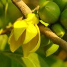 Artabotrys Hexapetalus 5 Seeds Fragrant Ylang Ylang Vine Manorangini Heirloom Seeds Artabotrys Hexapetalus 5 Seeds Fragrant Ylang Ylang Vine Manorangini Heirloom Seeds