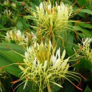 Hedychium Ellipticum 8 Seeds Shaving Brush Ginger Hardy Rock Butterfly Lily Heirloom Seeds Hedychium Ellipticum 8 Seeds Shaving Brush Ginger Hardy Rock Butterfly Lily Heirloom Seeds