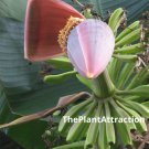 Musa Griersonii 5 Seeds Giant Himalayan Banana Bhutan Banana Fruit Heirloom Seeds