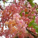 Cassia Grandis 15 Seeds Tropical Coral Shower Flowering Tree Wow Heirloom Seeds