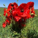 Papaver Rhoeas 1000 Seeds Red Corn Poppy Garden Flowers Flanders Poppy Heirloom Seeds Papaver Rhoeas 1000 Seeds Red Corn Poppy Garden Flowers Flanders Poppy Heirloom Seeds