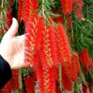 Callistemon Viminalis 500 Seeds Ornamental Weeping Bottle Brush Tree Bonsai Heirloom Seeds