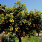 Tecoma Stans Yellow Elder Trumpet Shrub Bush Small Tree 20 Seeds Heirloom Seeds