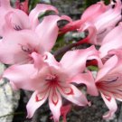 Gladiolus Carneus 8 Seeds Painted Lady Garden Or Container Plant Heirloom Seeds