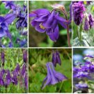 Purple Columbine Pretty Shade Perennial Flower 50 Seeds Heirloom Seeds