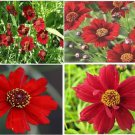 Red Coreopsis Tender Perennial Flower 50 Seeds Heirloom Seeds Red Coreopsis Tender Perennial Flower 50 Seeds Heirloom Seeds