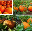 Pumpkin Plants 20 Seeds Heirloom Seeds