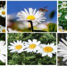 Mammouth White Daisy Flowers Over 100 Seeds Heirloom Seeds