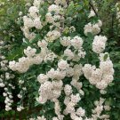White Spirea Bush Tree 100 Seeds Home Grown Heirloom Seeds