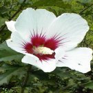 Rose Of Sharon Bush Shrub Tree White With Cherry Ctr Flowers 100 Seeds Heirloom Seeds
