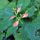 Summer Poinsettia Perennial Wild Flower Plant 25 Seeds Heirloom Seeds