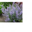 Beautiful Lavender Mint Herb Plant 25 Seeds Heirloom Seeds