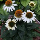 White Swan Coneflower Flowering Plant Large Blooms 50 Seeds Heirloom Seeds White Swan Coneflower Flowering Plant Large Blooms 50 Seeds Heirloom Seeds