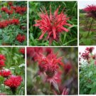 Red Monardo Bee Balm Very Pretty Flower 75 Seeds Home Grown Heirloom Seeds Red Monardo Bee Balm Very Pretty Flower 75 Seeds Home Grown Heirloom Seeds