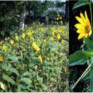 75 Seeds Of Sundaisy Macmillian Sunflowers Cross Between Daisy And Sunflower Heirloom Seeds