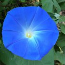Blue Morning Glory Vine 50 Seeds Heirloom Seeds