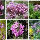 Pink Vervain Wild Perennial Flower 25 Seeds Heirloom Seeds