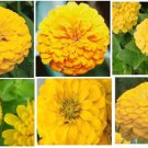 Canary Yellow Huge Blooms Annual Zinnia Flowers 25 Seeds Heirloom Seeds