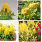 Celosia Pretty Bright Yellow Annual Flowers 75 Seeds Heirloom Seeds Celosia Pretty Bright Yellow Annual Flowers 75 Seeds Heirloom Seeds