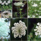 Queen Annes Lace Wild White Lacey Flower Way Over 1 000 Seeds Heirloom Seeds