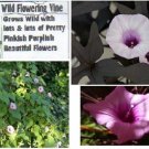 Pinkish Purple Flowered Mini Perennial Vine 25 Seeds Heirloom Seeds Pinkish Purple Flowered Mini Perennial Vine 25 Seeds Heirloom Seeds