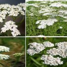 Achilleas Yarrow Crystal White Perennial Over 100 Seeds Heirloom Seeds