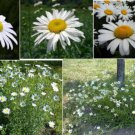 Daisy Flower Wild Perennial Shasta Daisy Large Blooms 100 Seeds Heirloom Seeds