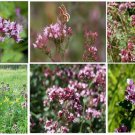 Pretty Pink Sweet Marjoram Flowered Herb Plant 25 Seeds Heirloom Seeds