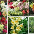 Snapdragon Annual Flowers Pretty Mixed Colors In One Pack 50 Seeds Heirloom Seeds Snapdragon Annual Flowers Pretty Mixed Colors In One Pack 50 Seeds Heirloom Seeds