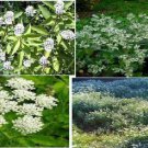 White Snow On The Mountain Wild Flowered Plants 25 Seeds Heirloom Seeds