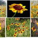 Plains Coreopsis Golden Orange Blackeyed Perennial Flowers 1 000 Seeds Heirloom Seeds