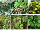 Muscadine Grape Vine Seeds Carolina Grown 10 Seeds Grown Heirloom Seeds