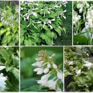 White Perennial Hosta Flower 25 Seeds Heirloom Seeds White Perennial Hosta Flower 25 Seeds Heirloom Seeds