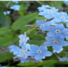 Blue Forget Me Not Perennial Flowers 25 Seeds Heirloom Seeds