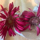 Red Wine Gerber Daisy Seeds 25 Seeds Grown Heirloom Seeds