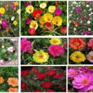 Portulaca Annual Moss Flower All Mixed Pretty Colors 50 Seeds Heirloom Seeds