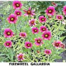 1 000 Seeds Wild Red Firewheel Gallardia Flower Heirloom Seeds