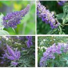 500 Seeds Of Lavender Purple Butterfly Budhelia Bush Perennial Heirloom Seeds