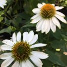 White Coneflower 2 Packs 25 Seeds Total Over 50 Seeds Heirloom Seeds