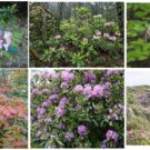 Wild Pink Rhododendron Bush Over 50 Seeds Heirloom Seeds Wild Pink Rhododendron Bush Over 50 Seeds Heirloom Seeds