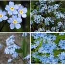 Blue Forget Me Not Perennial Flowers 50 Seeds Heirloom Seeds Blue Forget Me Not Perennial Flowers 50 Seeds Heirloom Seeds