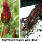 Wild Red Beaded Wild Flower 35 To Plant In Spring Heirloom Seeds
