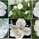 White Saucer Huge Blooms Hibiscus Perennial Flower 25 Seeds Home Grown Heirloom Seeds